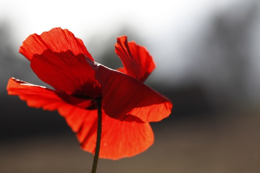 remember by jenny downing